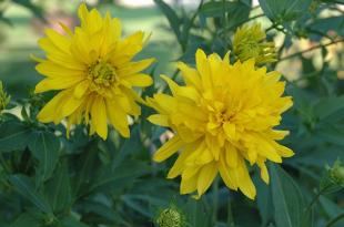 Золотой шар - цветок, поднимающий настроение Желтые шары цветы